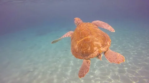 Turtle in caribbean sea Stock Footage 128500310