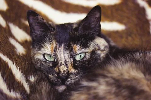 Turtle cat lying on couch Tricolor black feline green eyes and serious muzzle Stock Photos