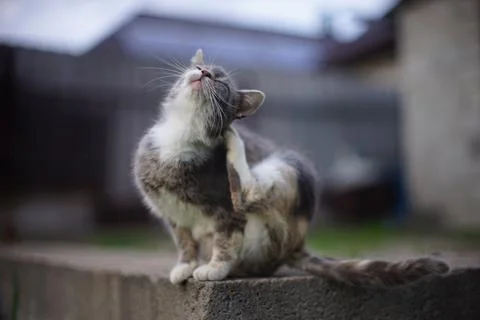 Turtle cat paw scratch fleas behind the ear in rural garden Stockfoto's