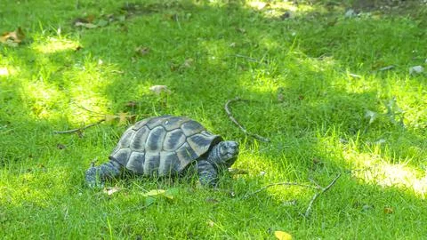 A turtle caught in its enclosure at Puy du Fou Stock Photos