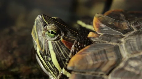 Turtle Cautiously Watching For Danger Video stock 58226393