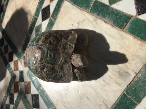 Turtle on ceramic tile Stock Photos