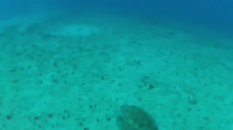 Turtle chase 2 60% Stock Footage 24592800