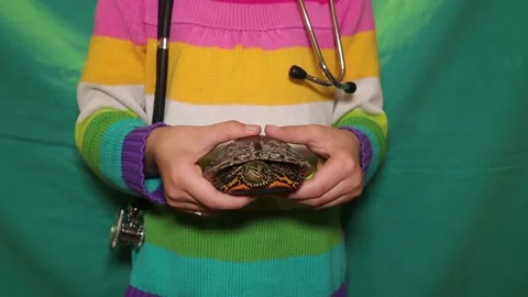 Turtle.  a child holding her pet.  a kid wants to become an exotic veterinarian Stock Footage 143225634