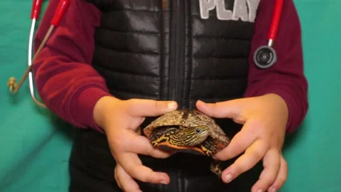Turtle.  a child holding a pet.  a kid wants to become an exotic veterinarian Stock Footage 143226251