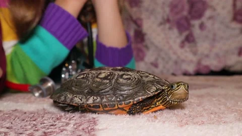 Turtle.  a child watching her pet.  a kid wants to become an exotic veterinarian Stock Footage 143225210