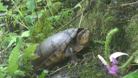 Turtle chilling and breathing Vídeos de archivo 103619362