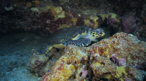 Turtle chilling in an overhang Stock Footage 22726097