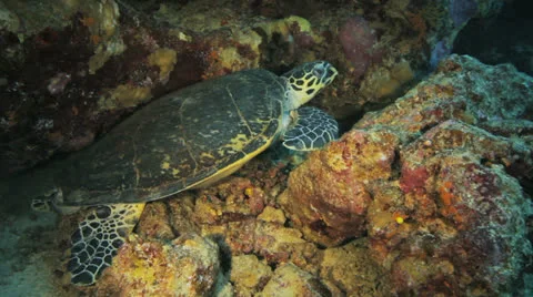 Turtle chilling in an overhang Stock Footage 22726133