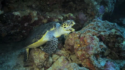 Turtle chilling in an overhang Stockbeeldmateriaal 22726177