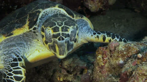 Turtle chilling in an overhang Stock Footage 22726205