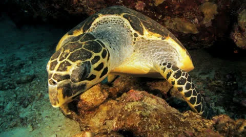 Turtle chilling in an overhang Stock Footage 22726216