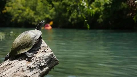 Turtle Chilling on Rock Video stock 148385158