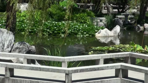 Turtle in Chinese Garden Pond Stock Footage 36644409