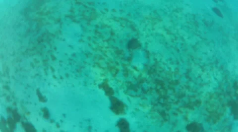 Turtle chowing down Stock Footage 42697376