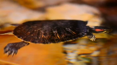 Turtle in city mall decorative pool. Stock Footage 83444449