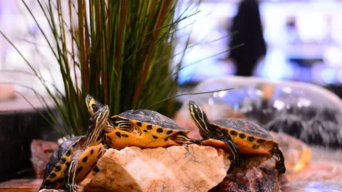 Turtle in city mall decorative pool. Stock Footage 83444530