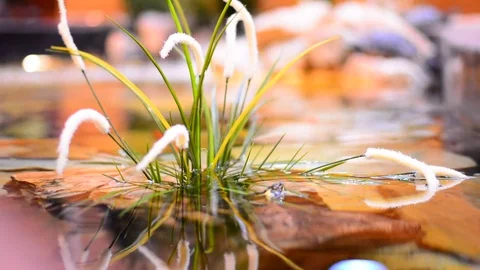 Turtle in city mall decorative pool. Stock Footage 83444722