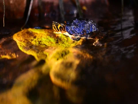 Turtle in city mall decorative pool. Stock Footage 83444823
