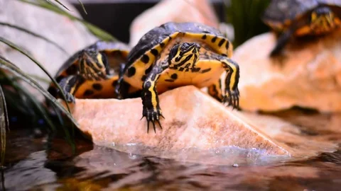 Turtle in city mall decorative pool. Close up, still shot. Stock Footage 83445650