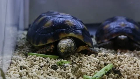 Turtle in clear glass enclosure one eye open one eye closed Stock Footage 300445424