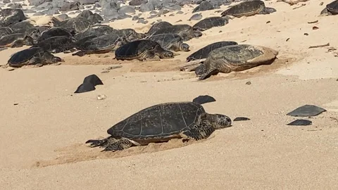 Turtle climbing up beach in Hawaii Stock Footage 247022626