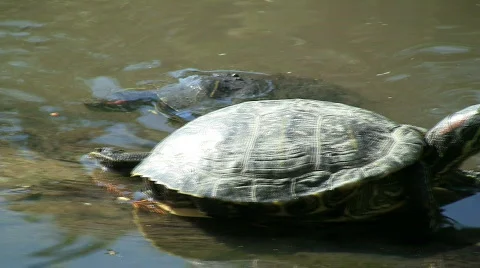 Turtle Climbing Onto Log Stockbeeldmateriaal 543710