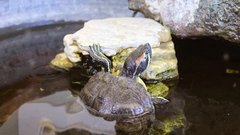 Turtle Climbing a Rock Stock Footage 90640898