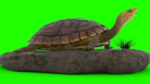 Turtle climbing on a rock with green background イラスト素材
