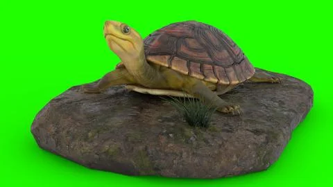 Turtle climbing on a rock with green background イラスト素材