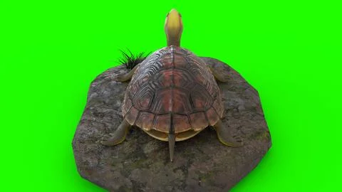 Turtle climbing on a rock with green background Stockillustratie