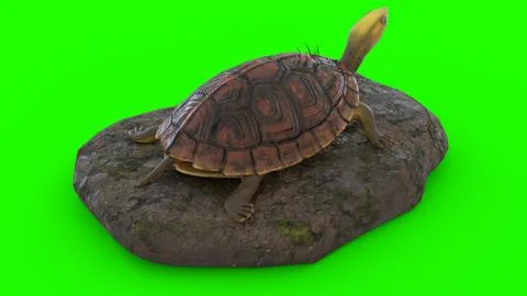 Turtle climbing on a rock with green background Stock Illustration
