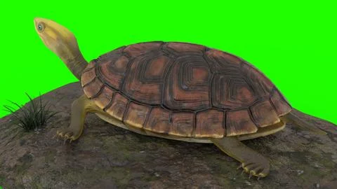 Turtle climbing on a rock with green background イラスト素材