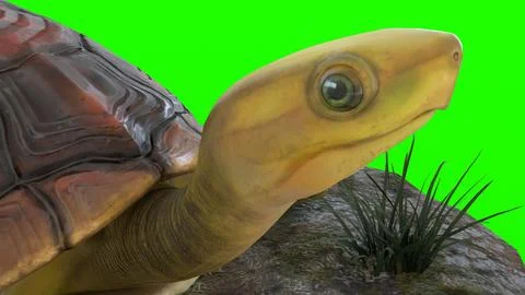 Turtle climbing on a rock with green background イラスト素材