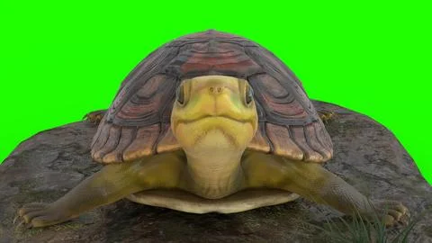 Turtle climbing on a rock with green background イラスト素材