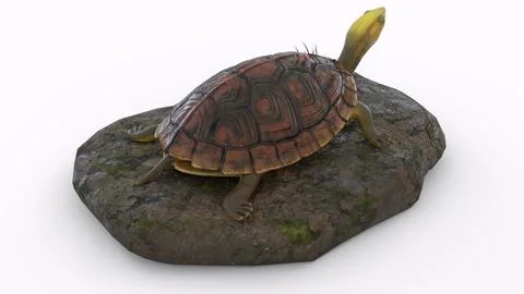 Turtle climbing on a rock with white background イラスト素材