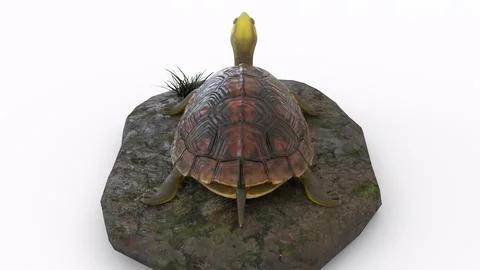 Turtle climbing on a rock with white background イラスト素材