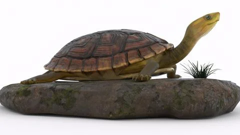 Turtle climbing on a rock with white background イラスト素材