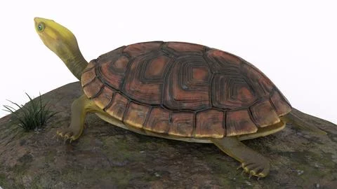 Turtle climbing on a rock with white background Stock Illustration
