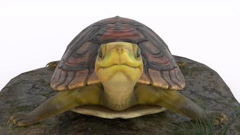 Turtle climbing on a rock with white background イラスト素材