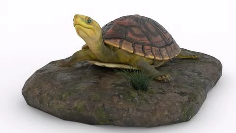 Turtle climbing on a rock with white background 스톡 일러스트