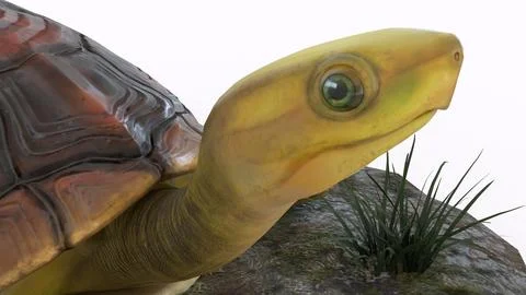Turtle climbing on a rock with white background Illustrazione stock