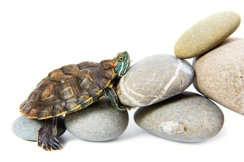 Turtle climbing up the steps Turtle climbing up the steps. Concept isolate... Stock Photos