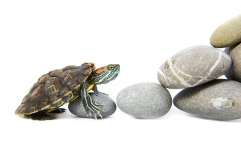 Turtle climbing up the steps Turtle climbing up the steps. Concept isolate... Stock Photos