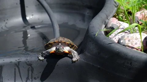 Turtle climbs and jumps in pool and plops in water. turtle is launched into pool Stock Footage 232223267