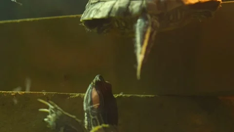 Turtle climbs on construction in clean aquarium water Stock Footage 130367339