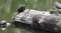 Turtle Climbs Onto Log Two Turtles On Log And Stone Sarusawa-ike Pond 4k or 4k+ Resolution