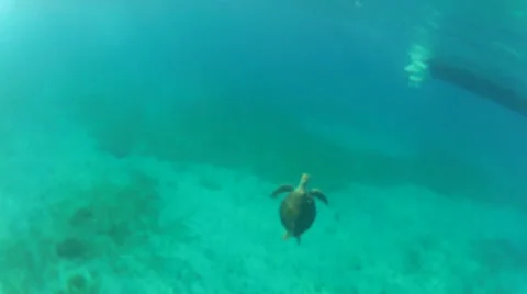 A turtle climbs to the ocean surface Stock Footage 42047020