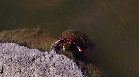 Turtle Climbs up onto a Rock Stock Footage 61335340