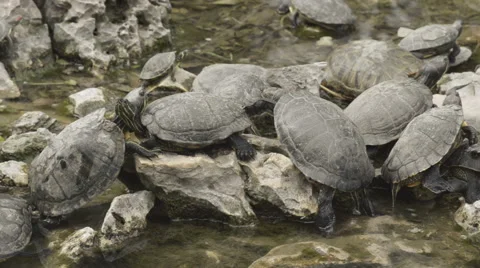 Turtle Climbs On A Rock In A Pond Video stock 48391713